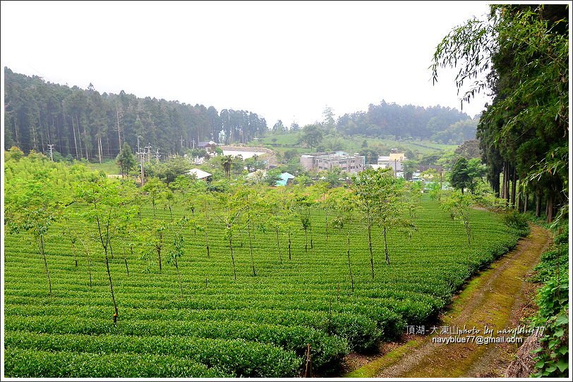 嘉義頂湖-大凍山07.JPG