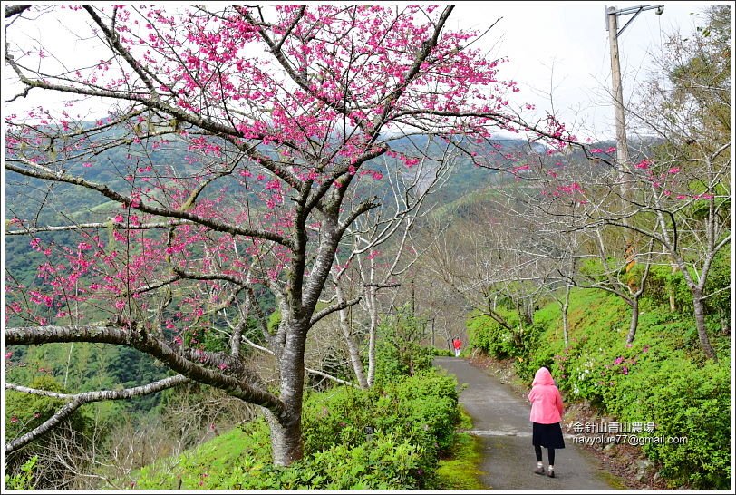 金針山青山農場 (18).JPG