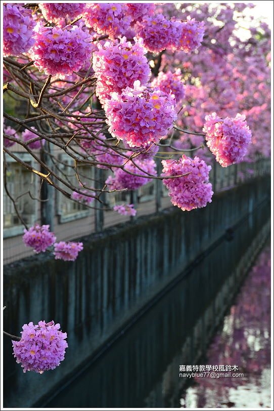 嘉義特教學校風鈴花