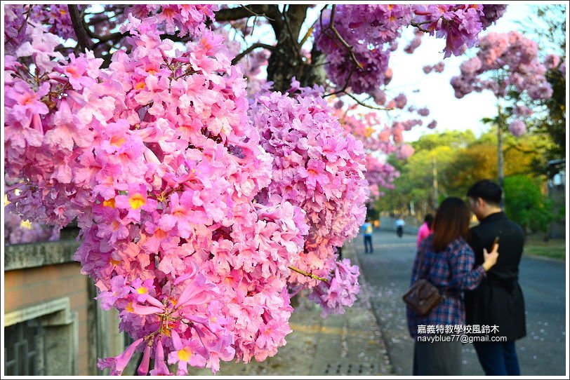 嘉義特教學校風鈴花