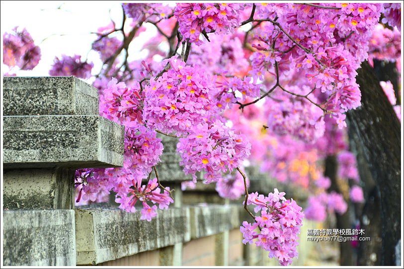 嘉義特教學校風鈴花