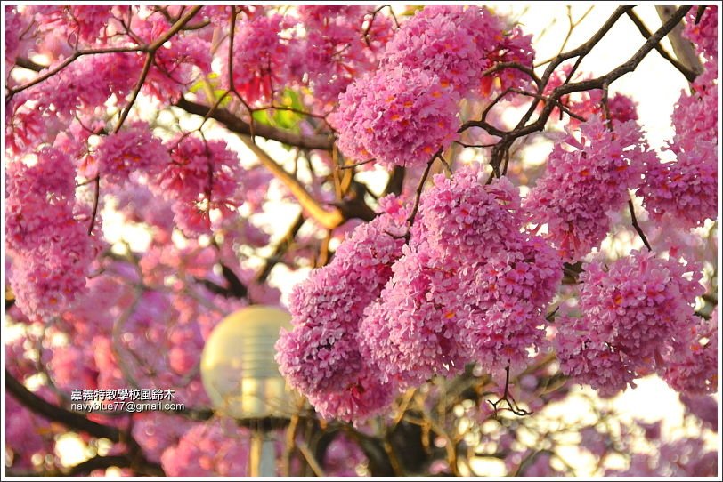 嘉義特教學校風鈴花