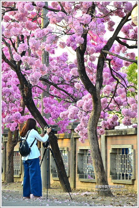 嘉義特教學校風鈴花