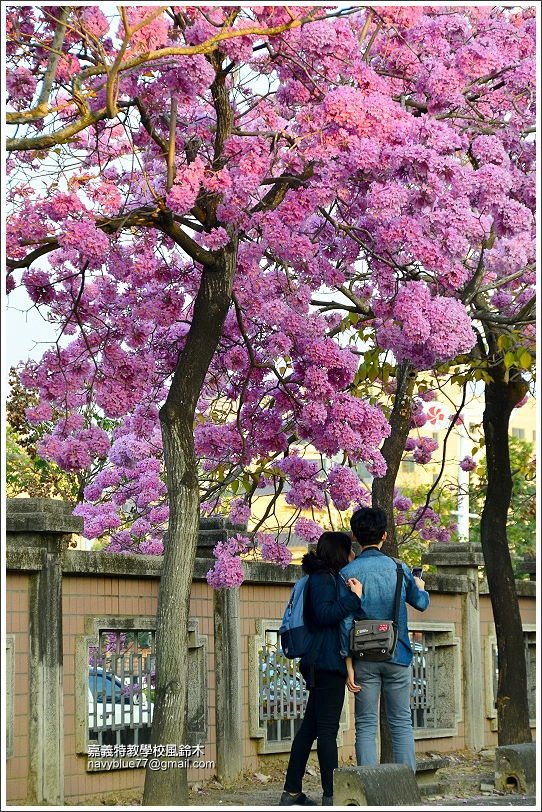 嘉義特教學校風鈴花