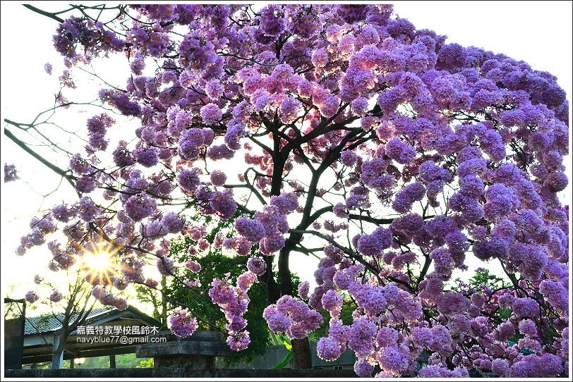 嘉義特教學校風鈴花