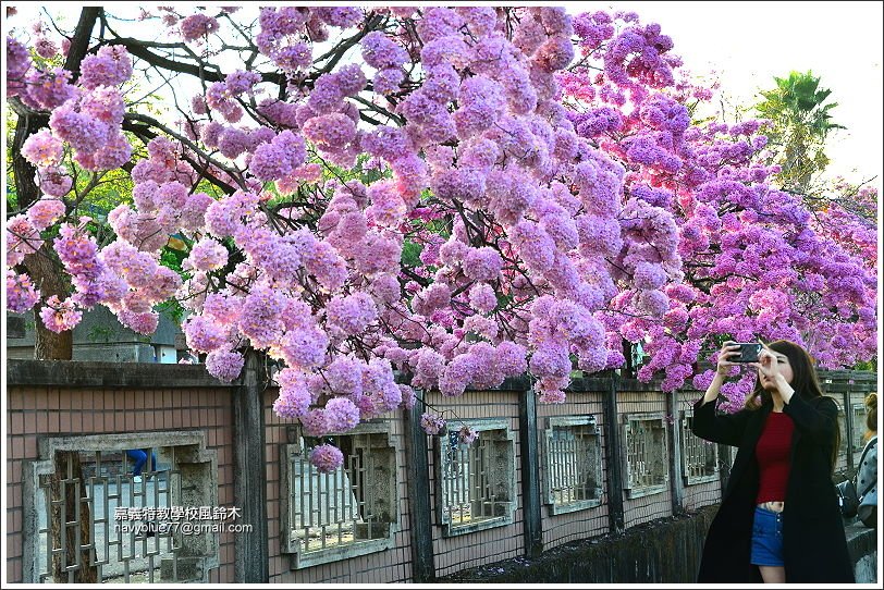 嘉義特教學校風鈴花