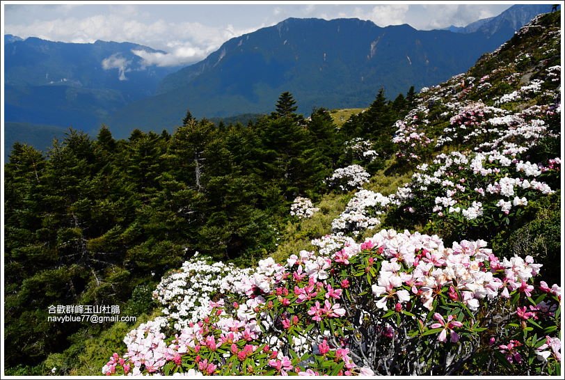 合歡群峰玉山杜鵑 (1).JPG