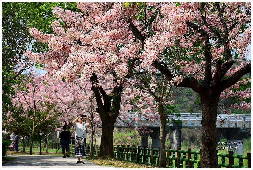 竹崎公園花旗木 (16).JPG