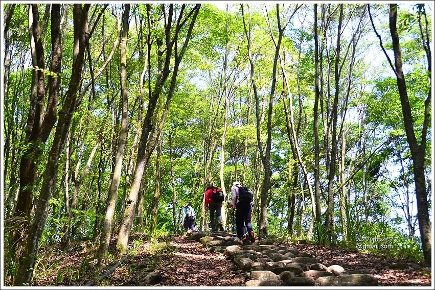 信義鄉獵人古道望美山 (2).JPG