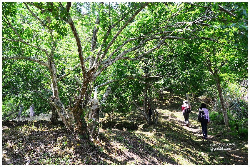 信義鄉獵人古道望美山 (12).JPG