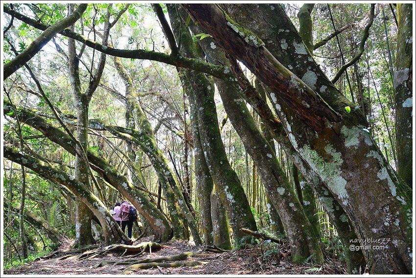 信義鄉獵人古道望美山 (26).JPG