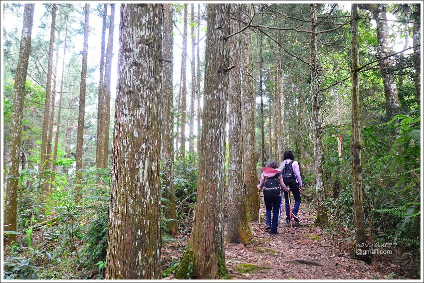 信義鄉獵人古道望美山 (30).JPG