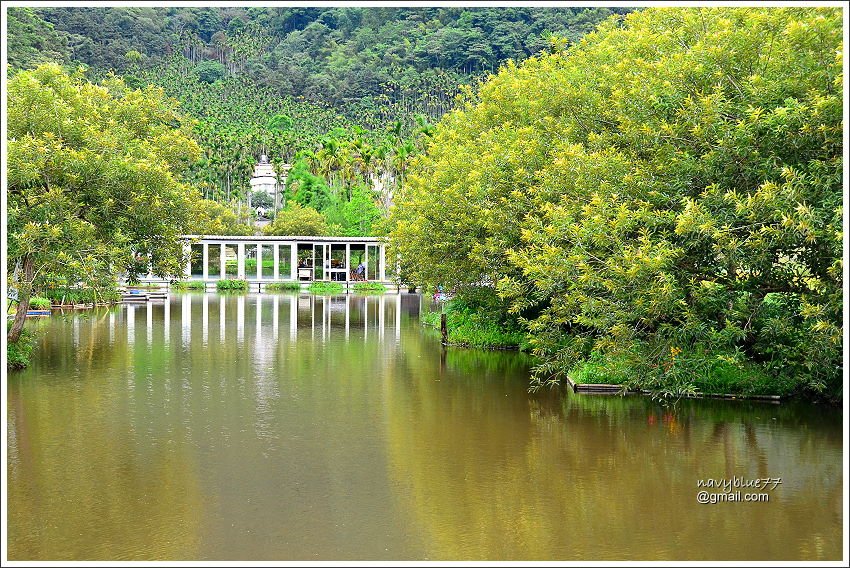 日月潭金針花園 (1).JPG