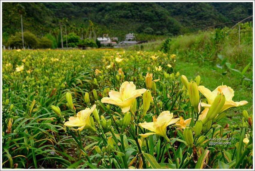 日月潭金針花園 (3).JPG