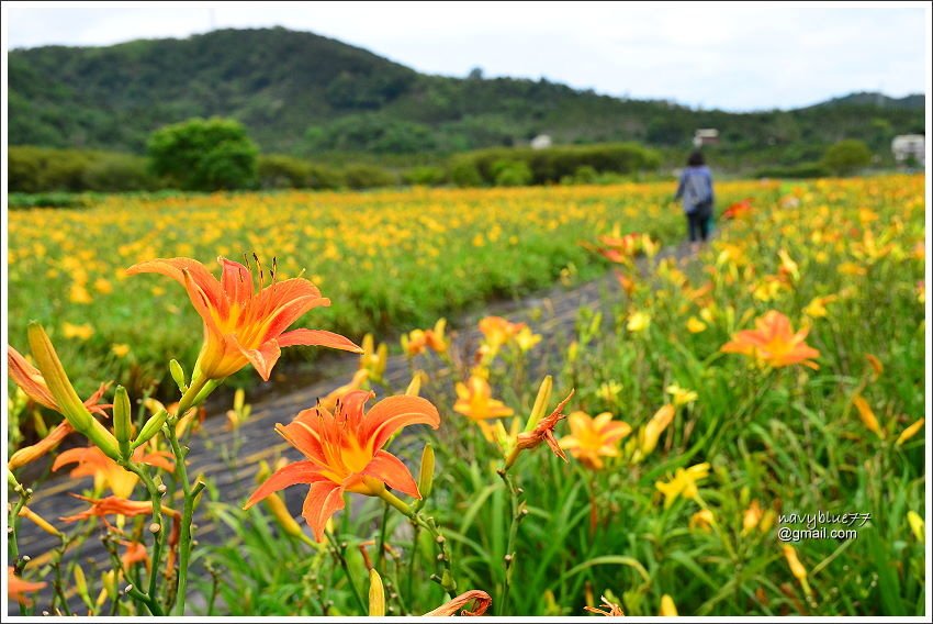 日月潭金針花園 (9).JPG