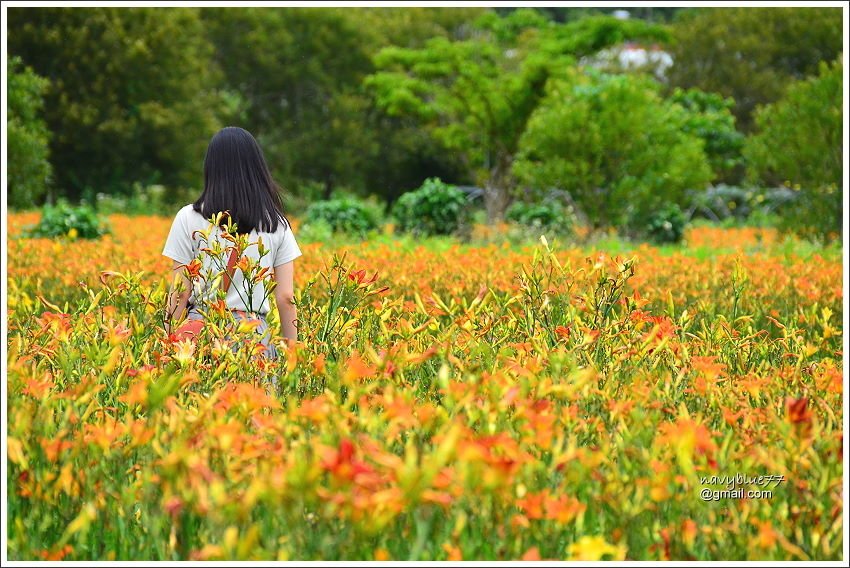 日月潭金針花園 (15).JPG