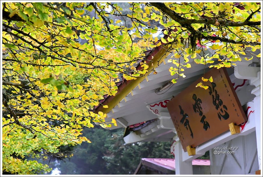 慈雲寺銀杏 (1).JPG