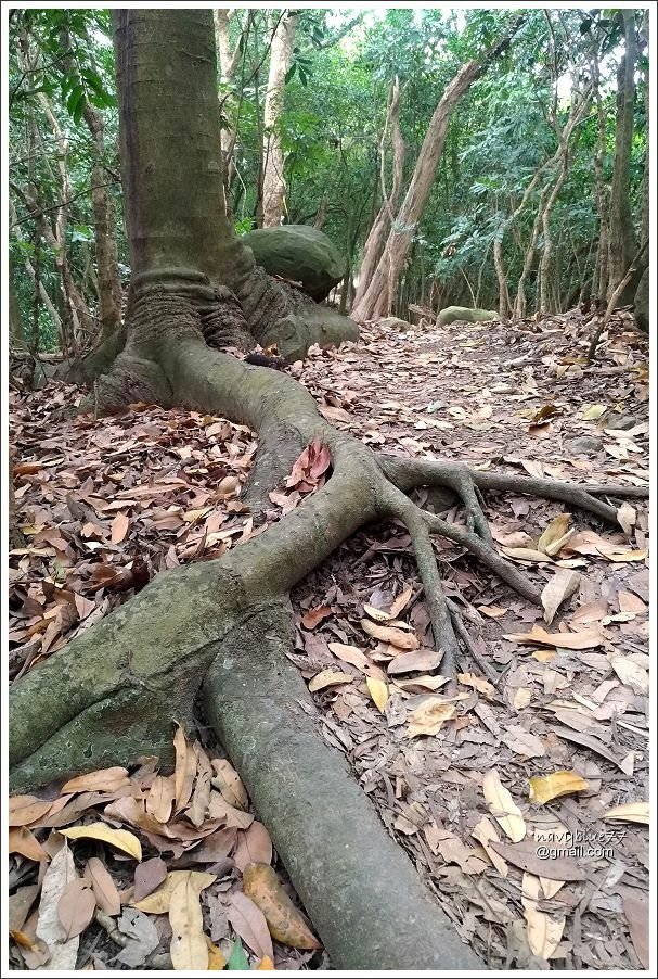 露月縱走克孝峰 (8).jpg