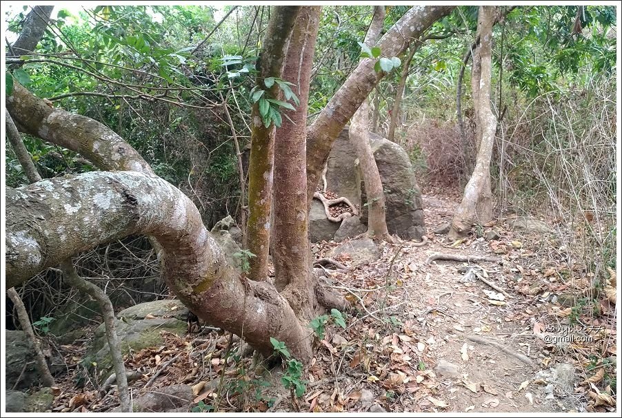 露月縱走克孝峰 (7).jpg