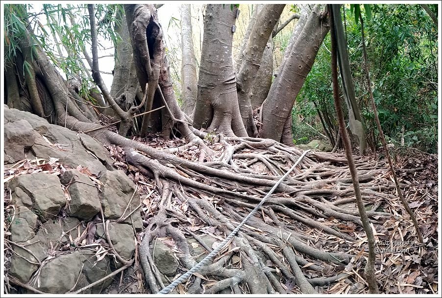 露月縱走克孝峰 (15).jpg