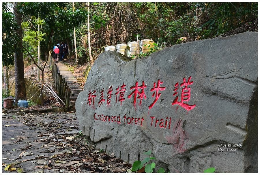 新美香樟林步道 (21).JPG