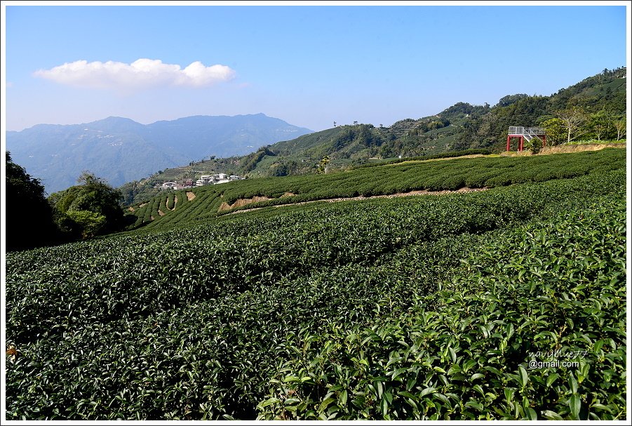 櫟櫟在木步道 (4).JPG