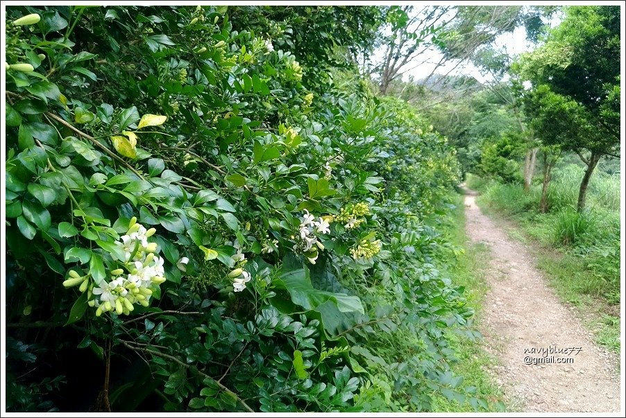 中央嶺十八彎古道 (26).jpg