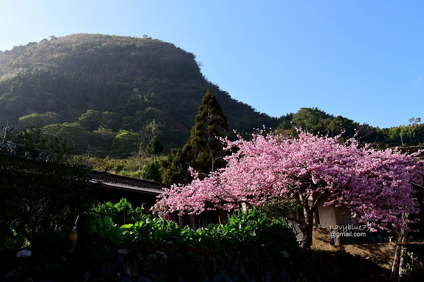 樟樹湖櫻穀王 (15).JPG