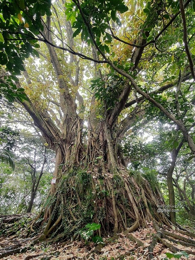 獅球嶺東砲台南榮山 (24).jpg