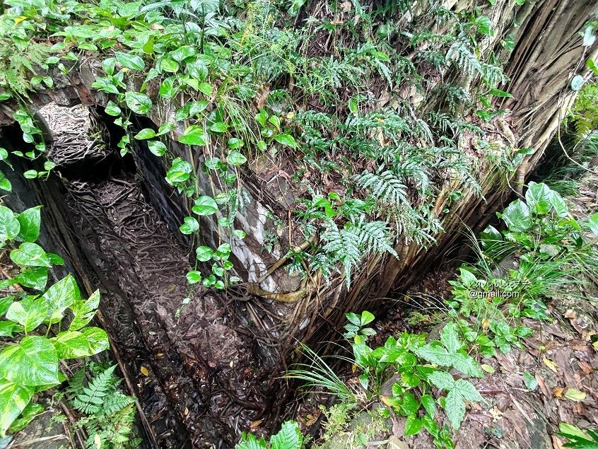 獅球嶺東砲台南榮山 (41).jpg