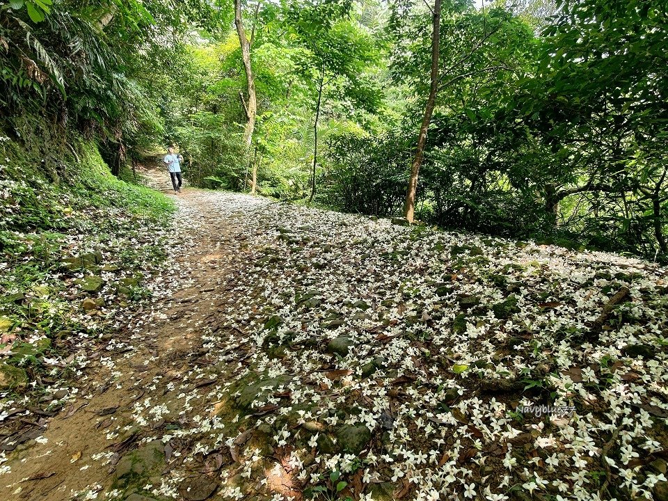 山中湖O形 (10).jpg