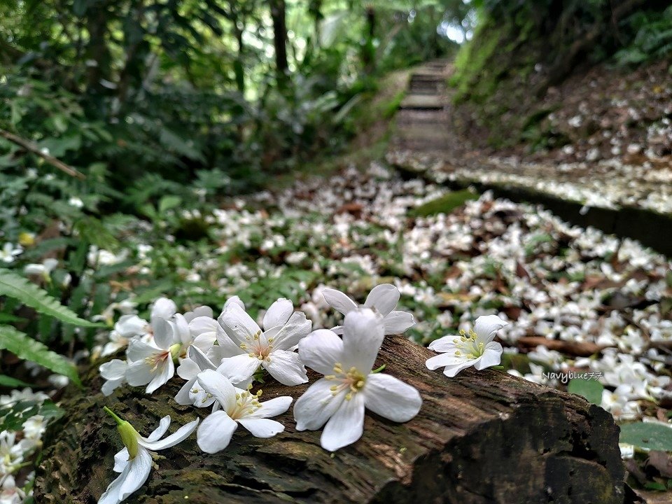 山中湖O形 (26).jpg