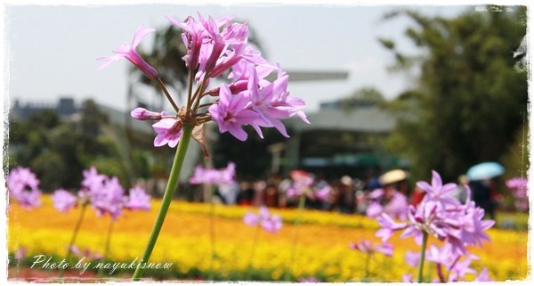 花の季節