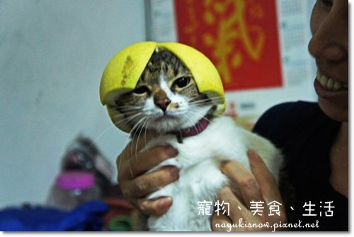 戴柚子帽