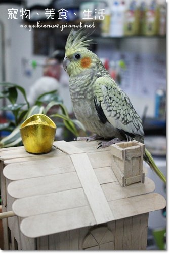招財鳥XD