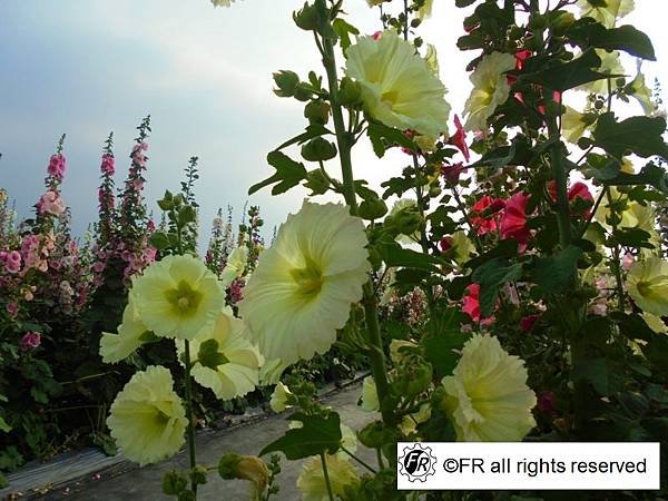DSC07080.JPG
