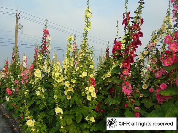 DSC07086.JPG