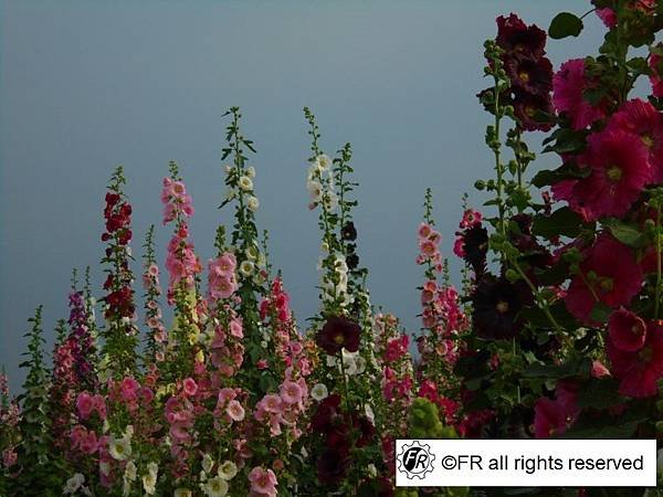 DSC07083.JPG