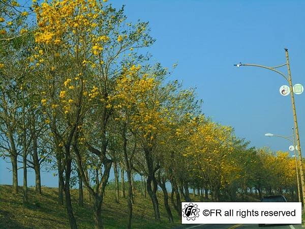 【旅遊景點】台灣-雲林[虎尾溪黃花風鈴木]-實境側錄