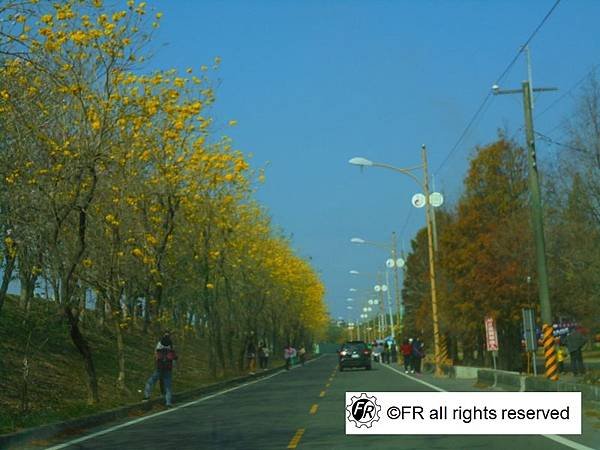 【旅遊景點】台灣-雲林[虎尾溪黃花風鈴木]-實境側錄