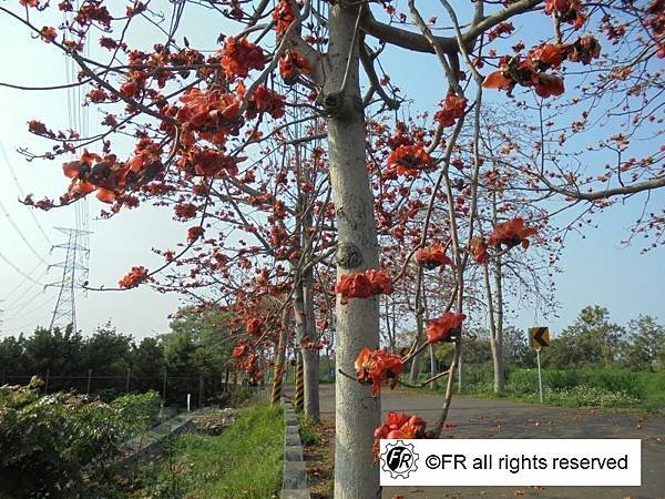 【旅遊景點】台灣-彰化一日旅遊[2025員林蜀葵花海.琉璃仙