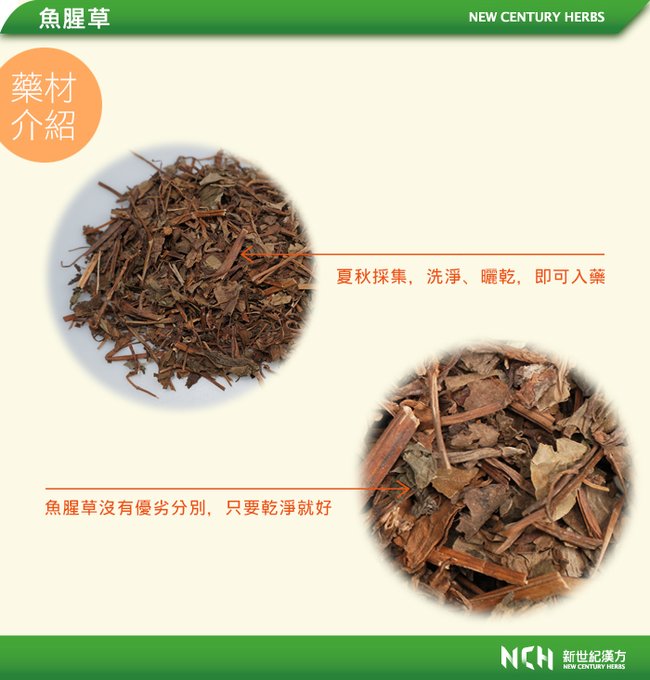魚腥草