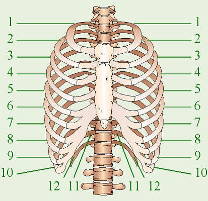 http://biology.clc.uc.edu/courses/bio105/ribs.htm