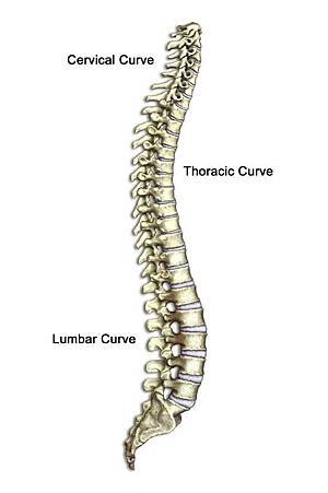 SPINE_CURVES_OF.jpg