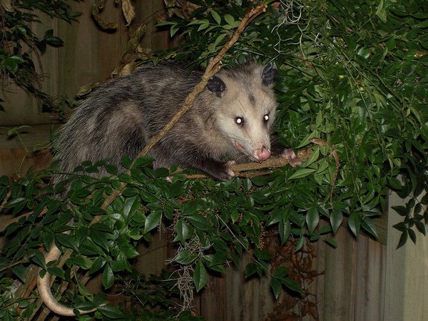 800px-Possum.jpg