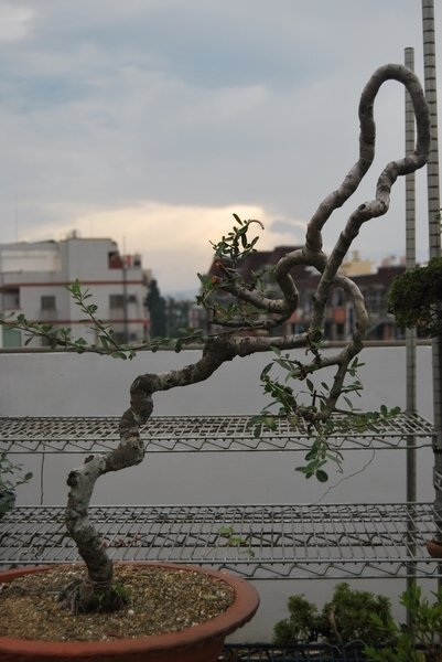 DSC_0907.JPG