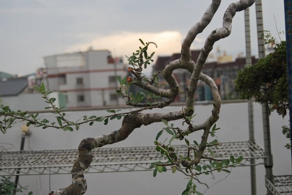 DSC_0909.JPG