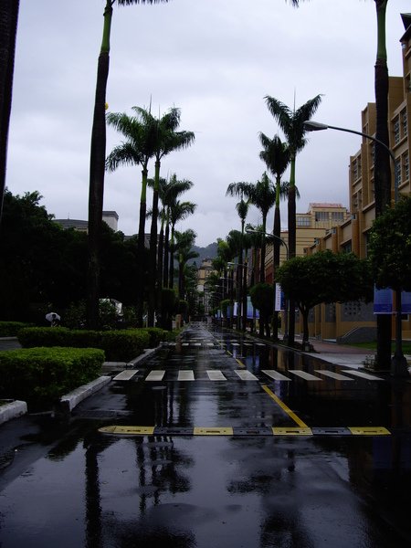 雨中的椰林大道