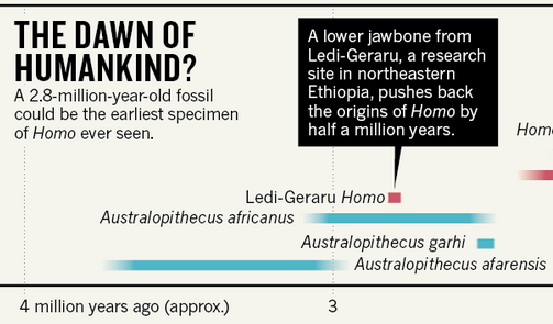 Homo evolution timeline 1