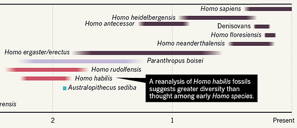 Homo evolution timeline 2